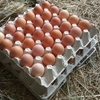 ERIPAKKUMINE! *L* Mahe Munad 3*30 ERIPAKKUMINE! *L* Mahe Munad 3*30